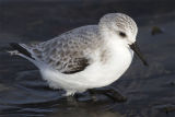 Sanderling 